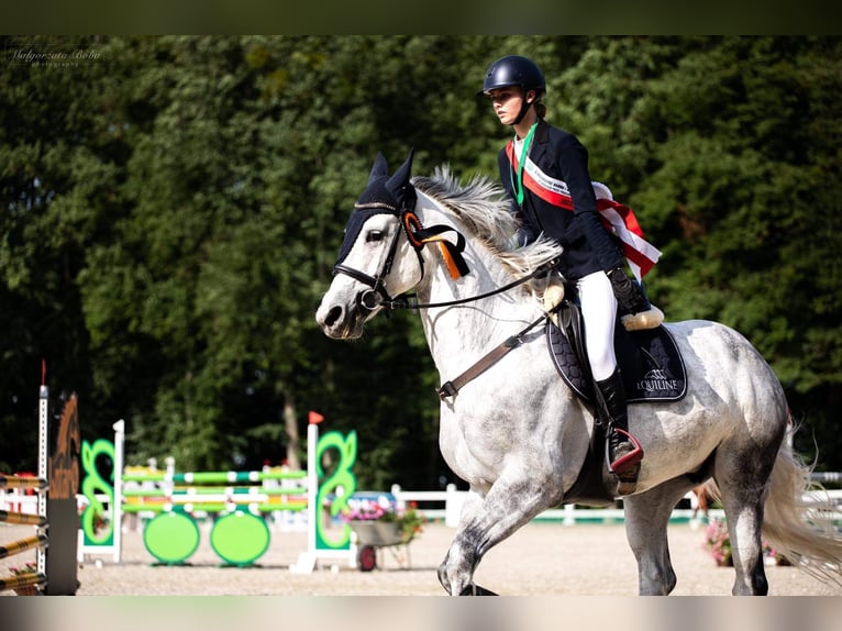 Demi-sang polonais Jument 11 Ans 173 cm Gris in włodarka
