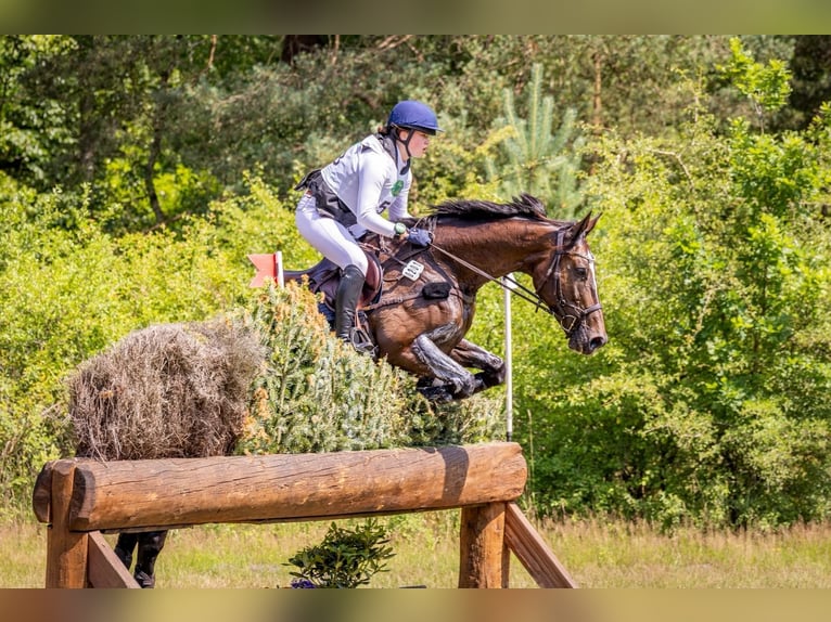 Demi-sang polonais Jument 11 Ans 175 cm Bai brun in Hoffeld