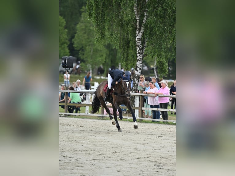 Demi-sang polonais Jument 11 Ans 175 cm Bai brun in Hoffeld