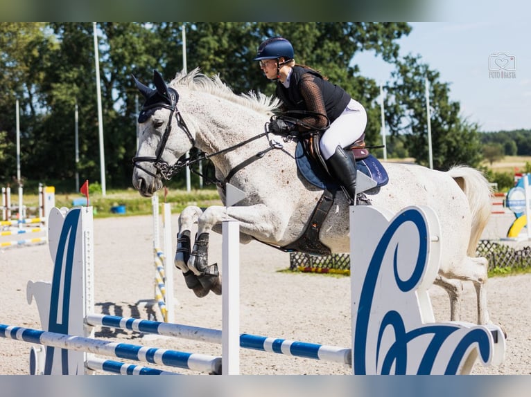 Demi-sang polonais Jument 11 Ans 175 cm Gris in Otusz