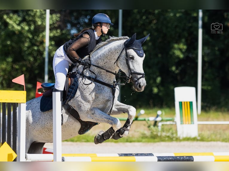 Demi-sang polonais Jument 11 Ans 175 cm Gris in Otusz