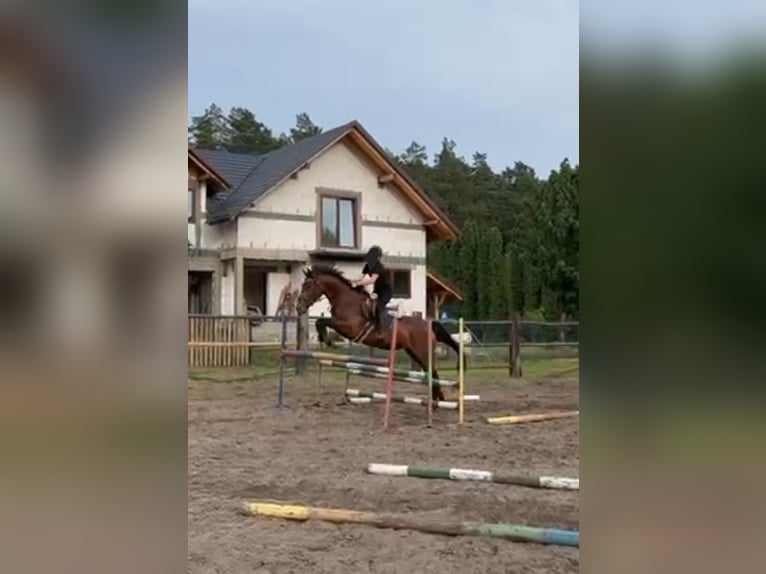 Demi-sang polonais Jument 12 Ans 167 cm Bai in Jan&#xF3;w Lubelski