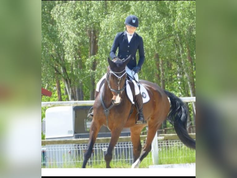 Demi-sang polonais Jument 13 Ans 172 cm Bai in Zielona Góra