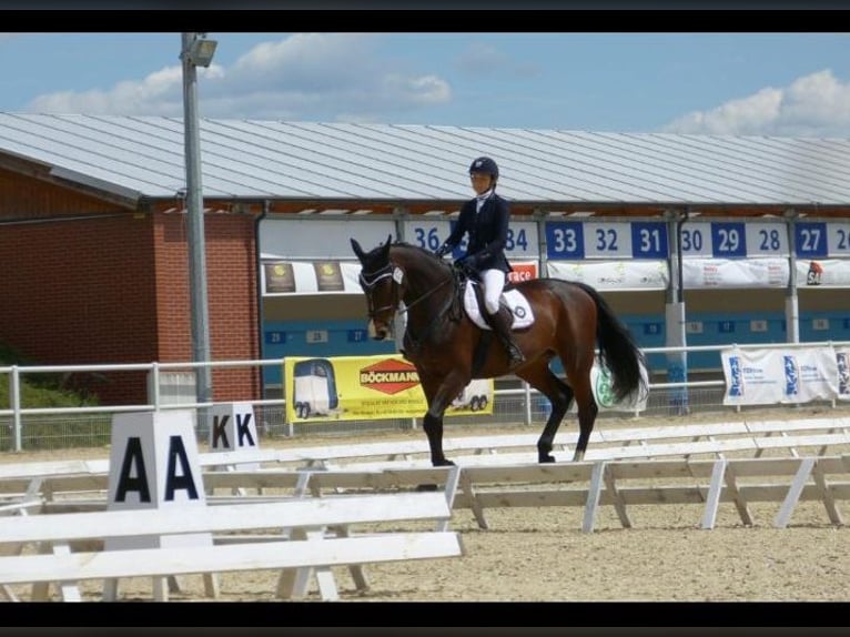 Demi-sang polonais Jument 13 Ans 172 cm Bai in Zielona Góra