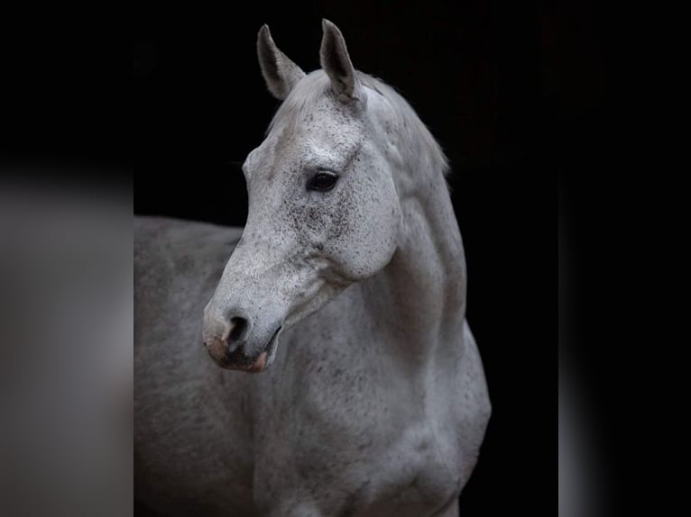 Demi-sang polonais Jument 14 Ans 160 cm Gris in Linkowo