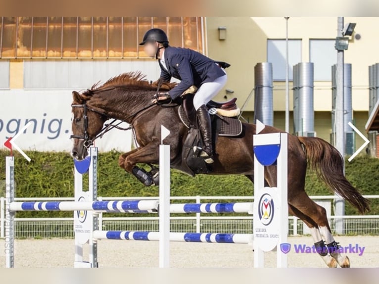 Demi-sang polonais Jument 14 Ans 165 cm Alezan in Ciechanów