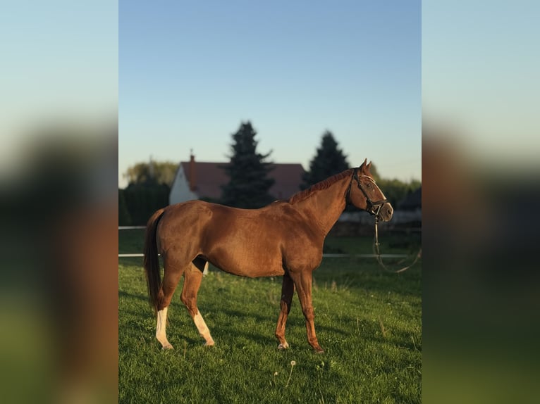 Demi-sang polonais Jument 14 Ans 165 cm Alezan in Ciechanów
