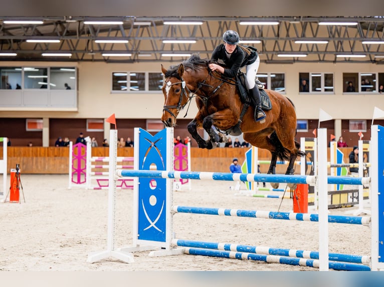 Demi-sang polonais Jument 14 Ans 170 cm Bai in Kędzierzyn-Koźle