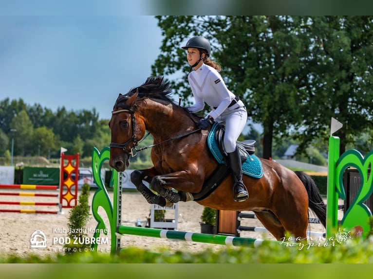 Demi-sang polonais Jument 15 Ans 165 cm Bai cerise in Stanisław Dolny