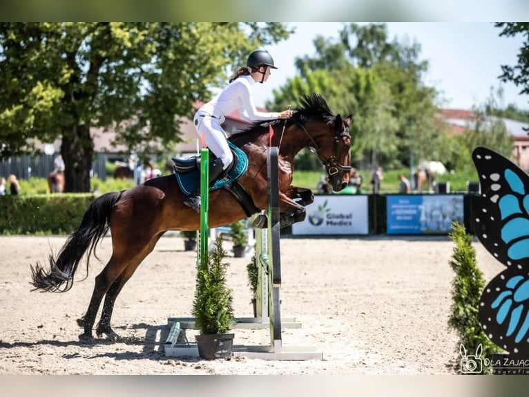 Demi-sang polonais Jument 15 Ans 165 cm Bai cerise in Stanisław Dolny