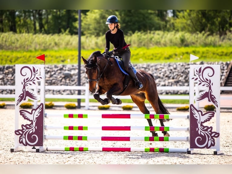 Demi-sang polonais Jument 15 Ans 165 cm Bai cerise in Stanisław Dolny