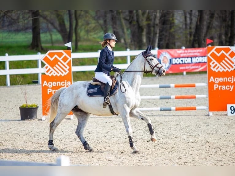 Demi-sang polonais Jument 16 Ans 163 cm Gris in Rokitki