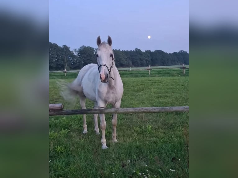 Demi-sang polonais Jument 16 Ans 163 cm Gris in Rokitki