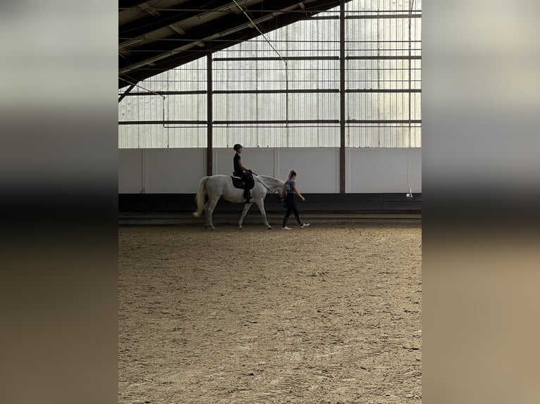 Demi-sang polonais Jument 16 Ans Gris moucheté in Witten