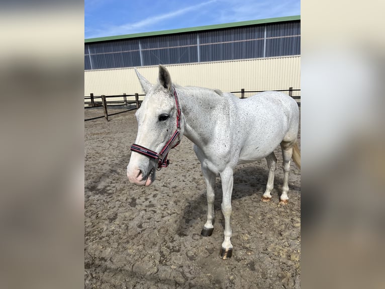 Demi-sang polonais Jument 16 Ans Gris moucheté in Witten
