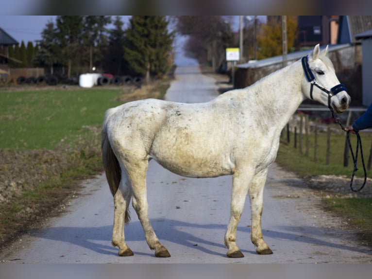 Demi-sang polonais Jument 17 Ans 160 cm Gris in Michałów