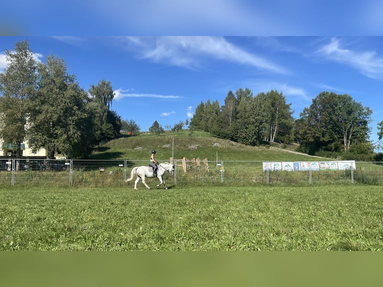 Demi-sang polonais Jument 17 Ans 160 cm Gris moucheté in Marktoberdorf