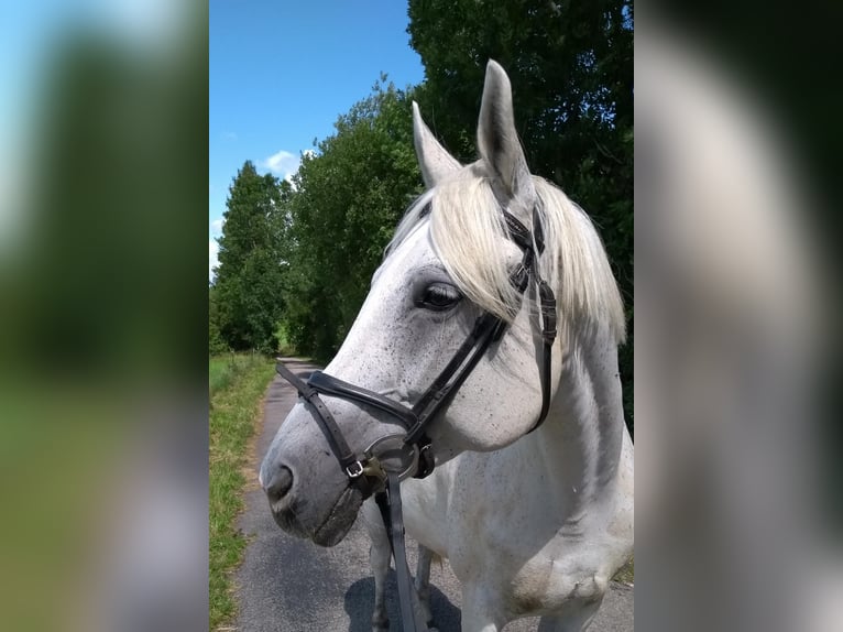 Demi-sang polonais Jument 17 Ans 160 cm Gris moucheté in Marktoberdorf