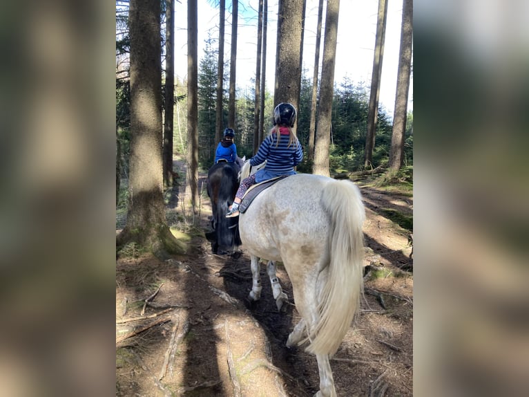 Demi-sang polonais Jument 17 Ans 160 cm Gris moucheté in Marktoberdorf