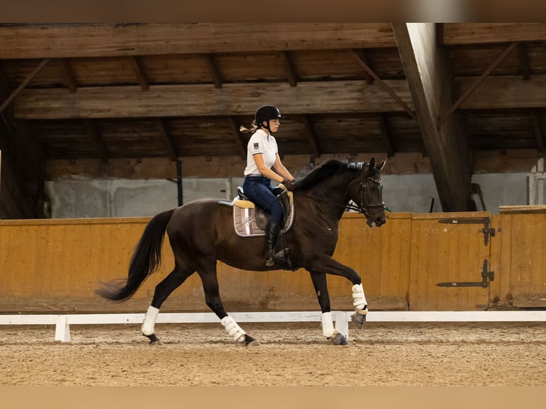 Demi-sang polonais Jument 17 Ans 165 cm Noir in Kluczbork