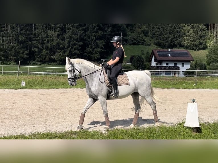 Demi-sang polonais Jument 17 Ans 168 cm Gris in Kapfenberg