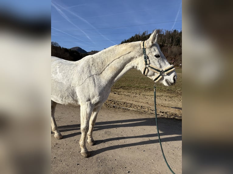 Demi-sang polonais Jument 18 Ans 168 cm Gris in Kapfenberg