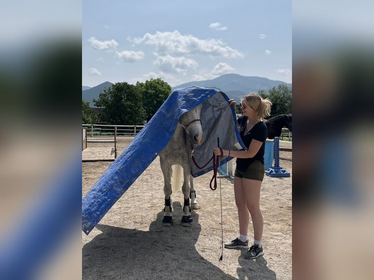 Demi-sang polonais Jument 18 Ans 168 cm Gris in Kapfenberg