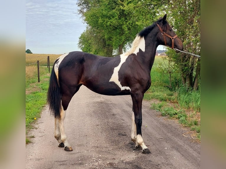 Demi-sang polonais Jument 1 Année 155 cm Pinto in Polen