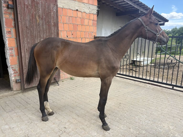 Demi-sang polonais Jument 1 Année 158 cm Bai in Kcynia