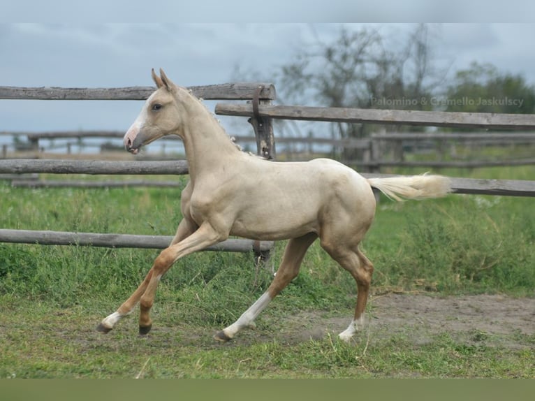 Demi-sang polonais Jument 1 Année 165 cm Palomino in Kamieniec Wrocławski