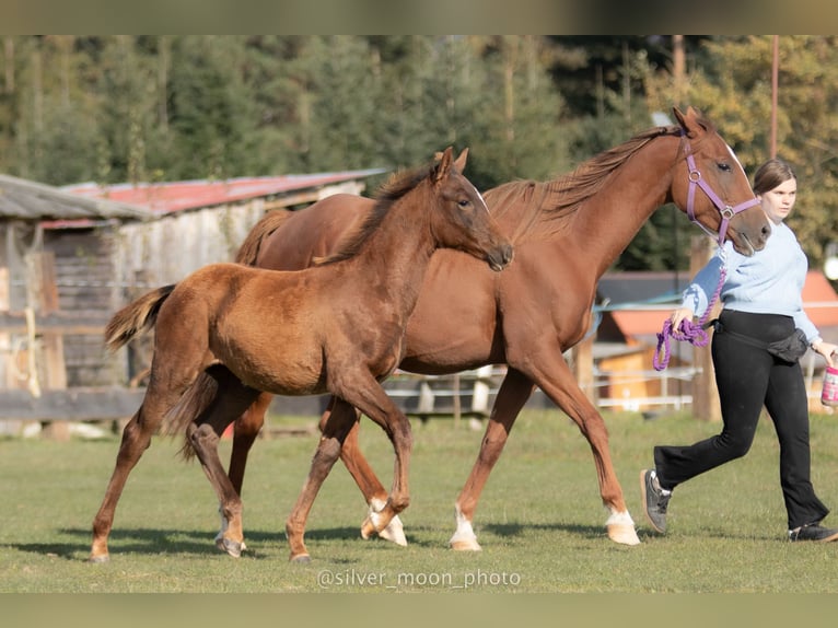 Demi-sang polonais Jument 1 Année 167 cm Alezan in Rabka-Zdrój