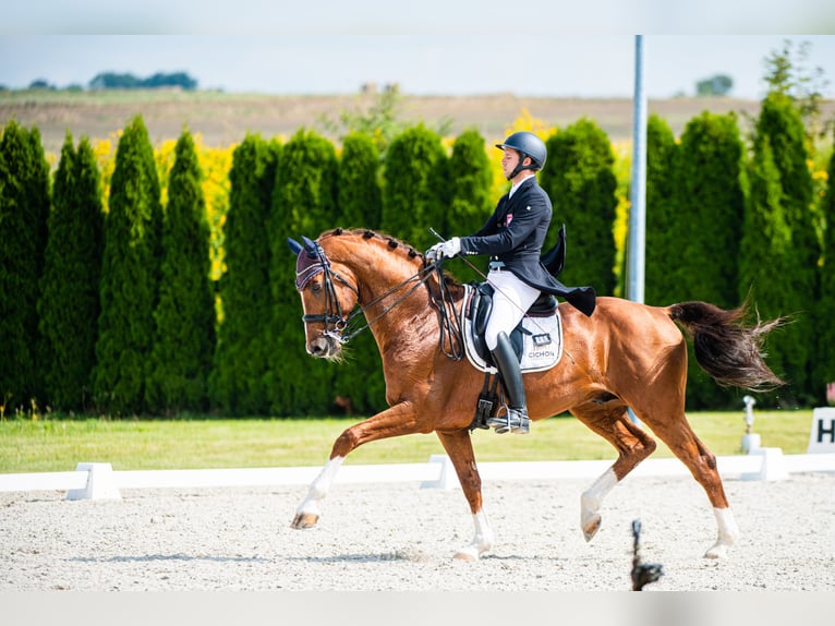 Demi-sang polonais Jument 1 Année 167 cm Alezan in Rabka-Zdrój