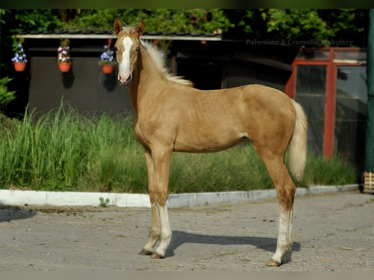 Demi-sang polonais Jument 1 Année 168 cm Palomino in Kamieniec Wrocławski