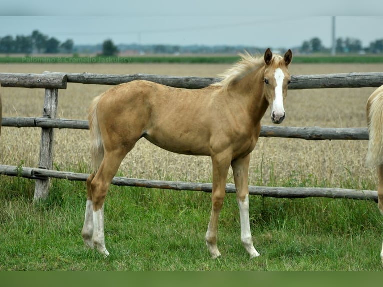 Demi-sang polonais Jument 1 Année 168 cm Palomino in Kamieniec Wrocławski