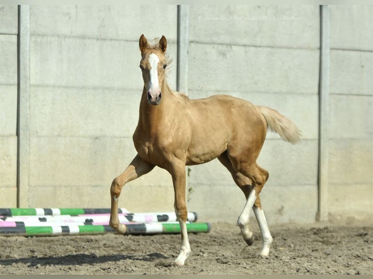 Demi-sang polonais Jument 1 Année 168 cm Palomino in Kamieniec Wrocławski