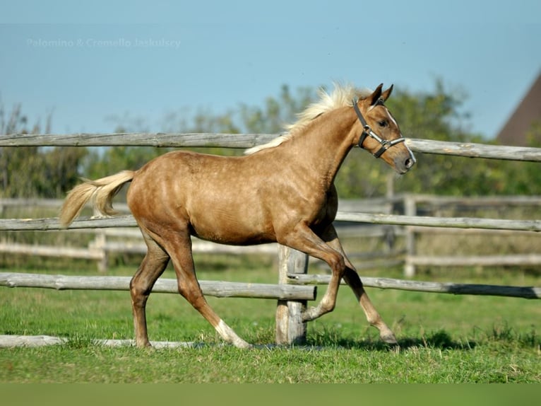 Demi-sang polonais Jument 1 Année 168 cm Palomino in Kamieniec Wroc&#x142;awski