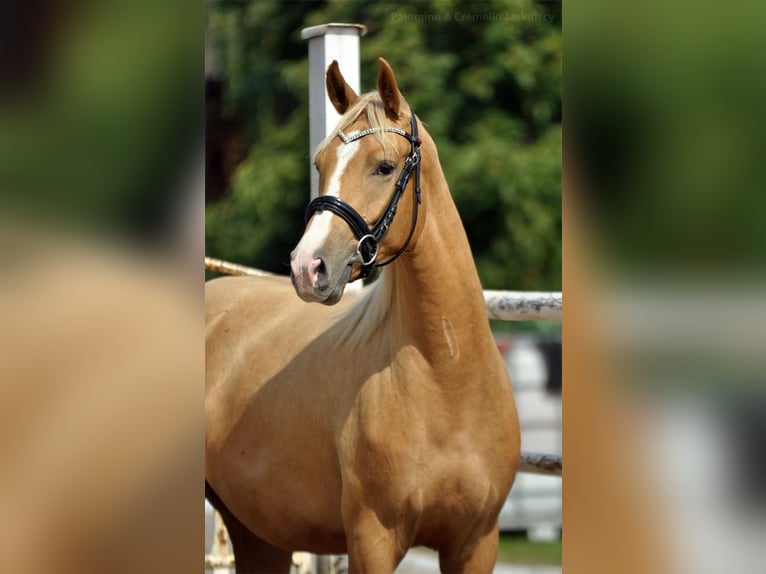 Demi-sang polonais Jument 1 Année 168 cm Palomino in Kamieniec Wrocławski