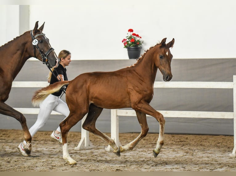 Demi-sang polonais Jument 1 Année 170 cm Alezan in Warszowice