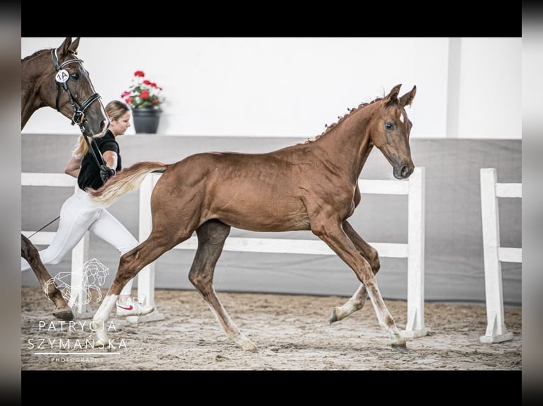 Demi-sang polonais Jument 1 Année 170 cm Alezan in Warszowice