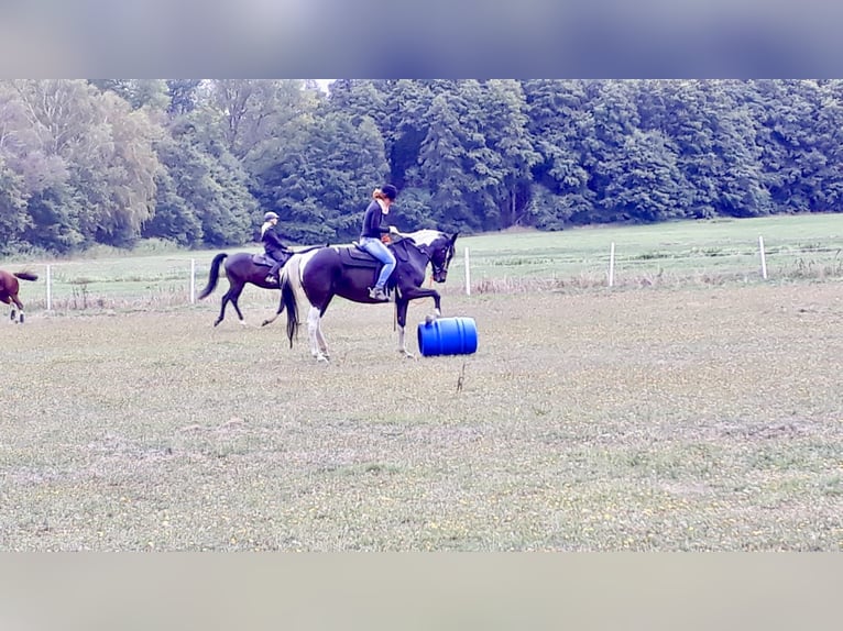Demi-sang polonais Jument 21 Ans 167 cm Pinto in Borstel
