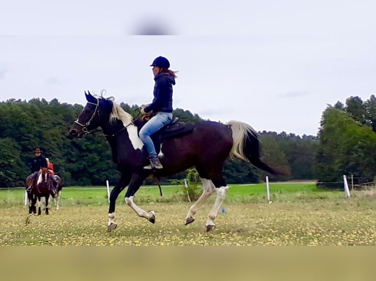 Demi-sang polonais Jument 21 Ans 167 cm Pinto in Borstel