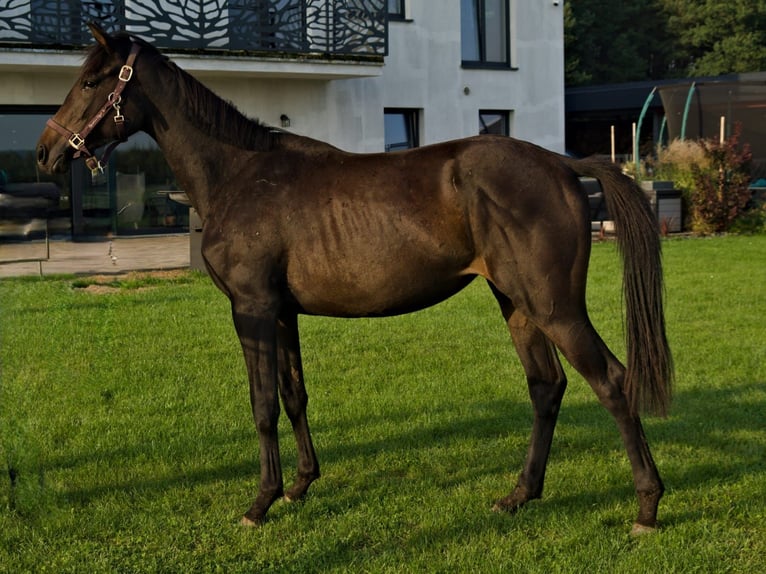 Demi-sang polonais Jument 2 Ans 160 cm Bai brun in Lębork