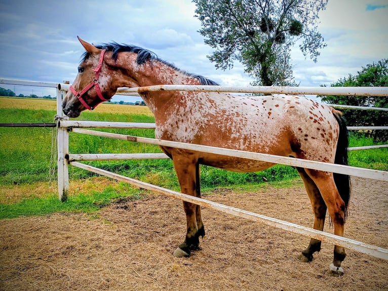 Demi-sang polonais Croisé Jument 2 Ans 160 cm Léopard in Oborniki
