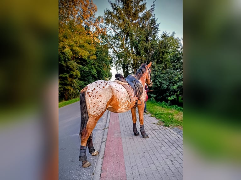 Demi-sang polonais Croisé Jument 2 Ans 160 cm Léopard in Oborniki
