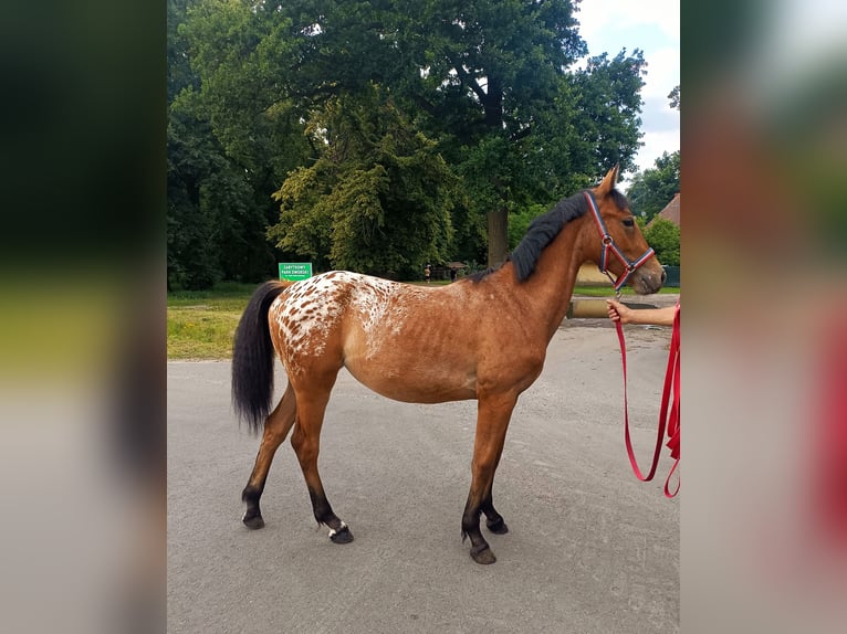 Demi-sang polonais Croisé Jument 2 Ans 160 cm Léopard in Oborniki