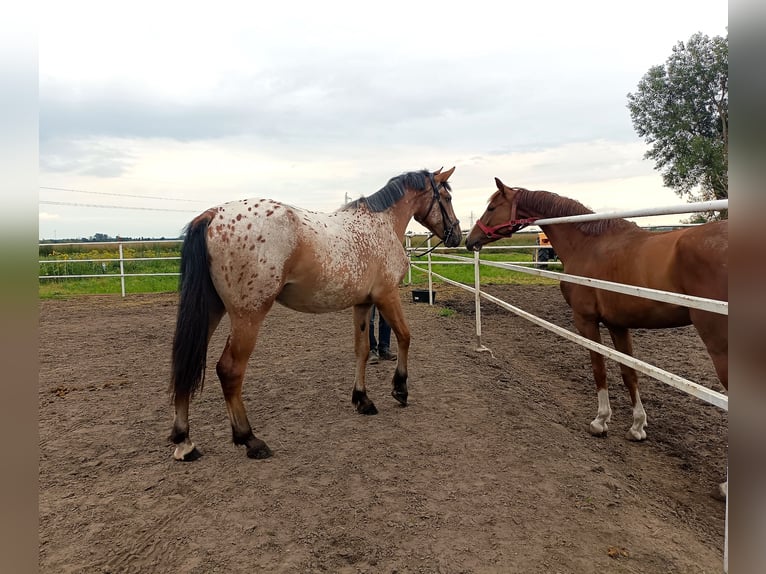 Demi-sang polonais Croisé Jument 2 Ans 160 cm Léopard in Oborniki