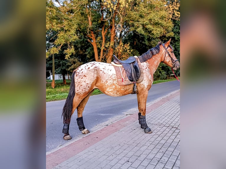 Demi-sang polonais Croisé Jument 2 Ans 160 cm Léopard in Oborniki