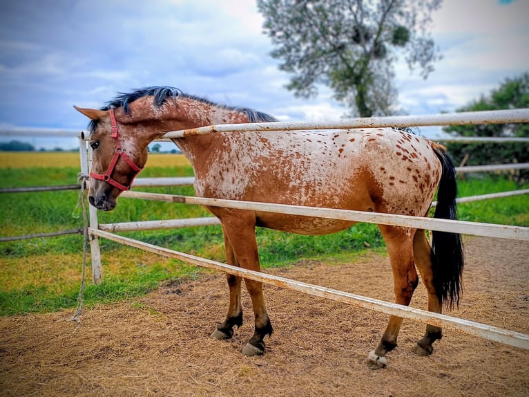 Demi-sang polonais Croisé Jument 2 Ans 160 cm Léopard in Oborniki