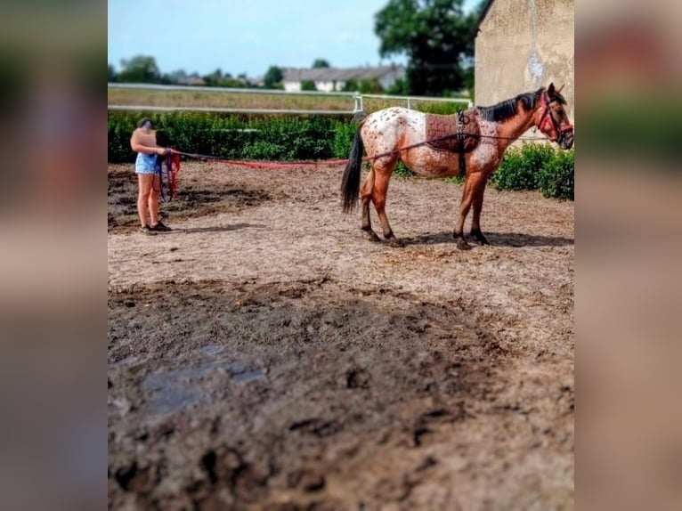 Demi-sang polonais Croisé Jument 2 Ans 160 cm Léopard in Oborniki