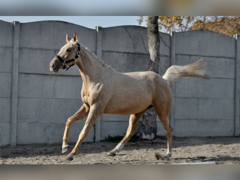 Demi-sang polonais Jument 2 Ans 160 cm Palomino in Borowa